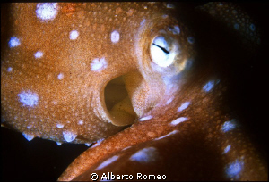 Portrait of rare little whitespotted octopus " Octopus ma... by Alberto Romeo 
